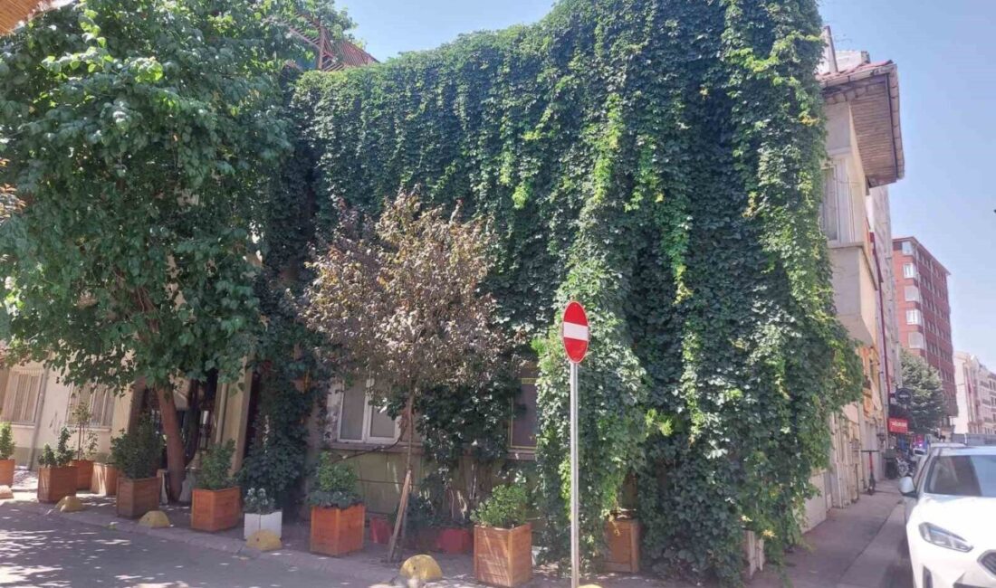 Eskişehir’de sarmaşıklar ile sarılarak hem görsel güzellik oluşturan, hem de