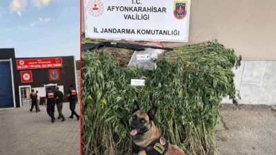 İl Jandarma Komutanlığı ekipleri, Sultandağı’na bağlı Yakasenek köyündeyasadışı kenevir eken