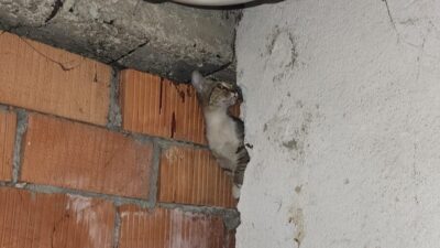 Eskişehir’de 2 binanın arasına sıkışan 1 anne ve 4 yavru