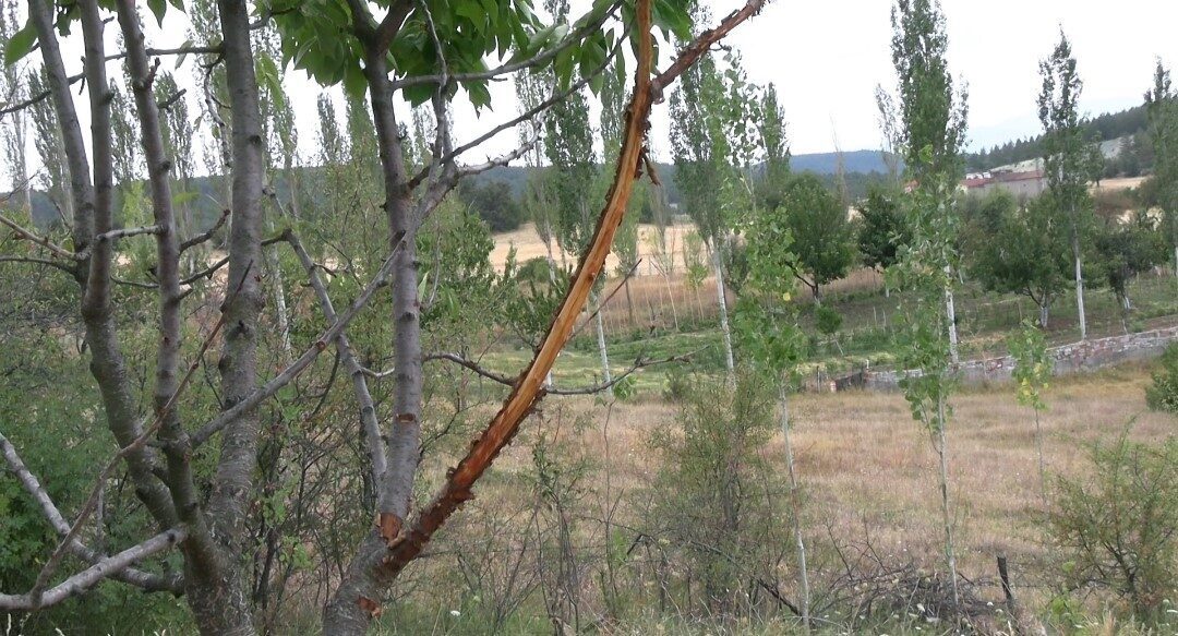 Çiftçilerin bahçesine zarar veren şüphelinin geyik olduğu ortaya çıktı Kütahya’nın Tavşanlı ilçesinde bahçeleri bulunan vatandaşlar, ağaç fidanları ve sebzelerine
