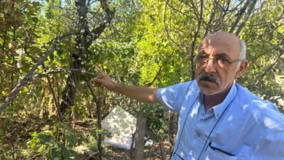 Eskişehir’de ağustos aylarının son günlerinde ilkbaharmış gibi çiçek açan erik