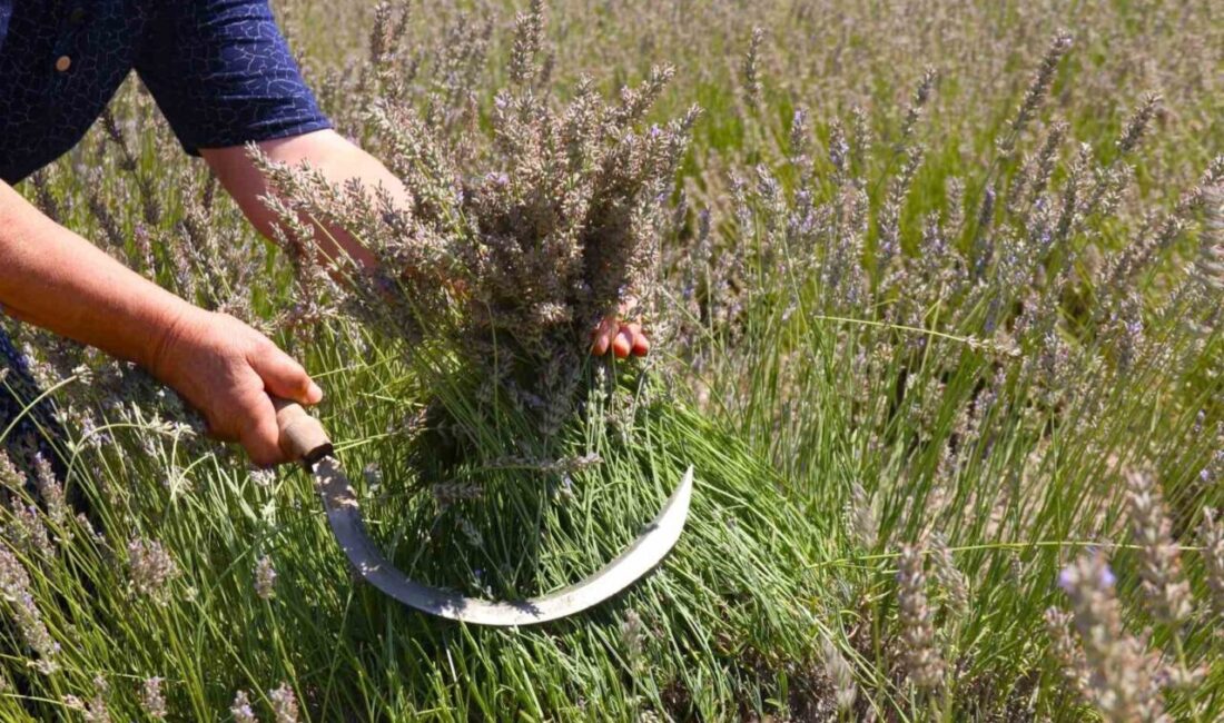 Eskişehir’de bir üretici, “Makasını getir, çiçeğini götür” adında ücretsiz bir