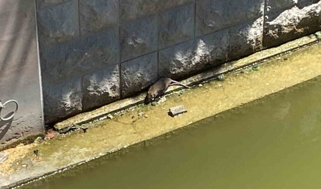 Eskişehir’de havaların ısınmasının ardından fareler Porsuk Çayı’nı tekrardan mesken edindi.
