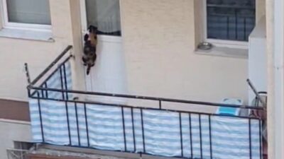 Eskişehir’de bir kedinin balkona mahkum edildiği öne sürülen ve büyük