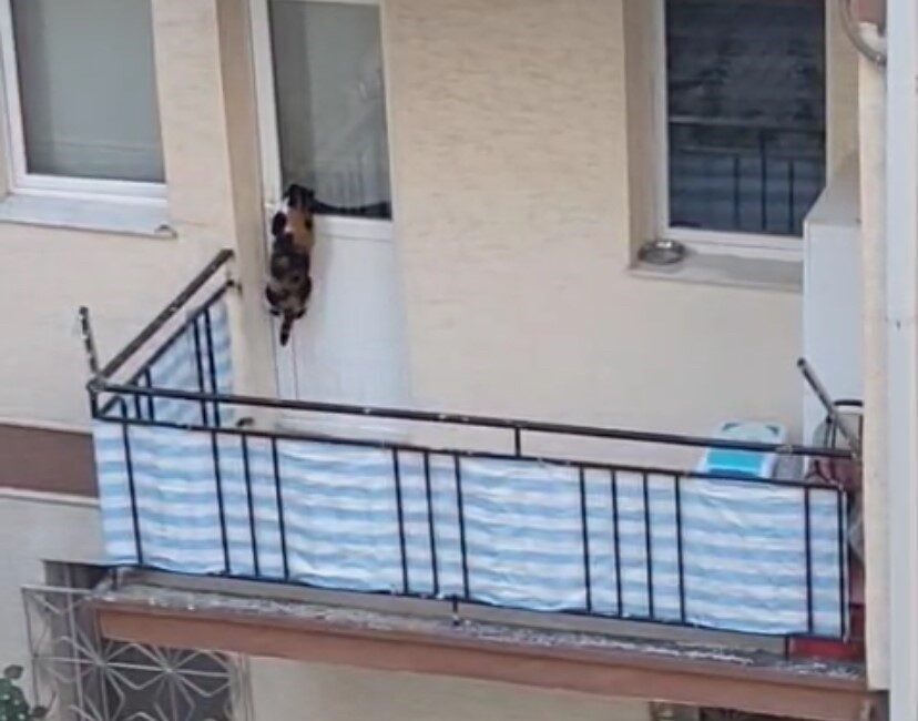 Kedinin balkona mahkum edildiği iddiası polisi harekete geçirdi Eskişehir’de bir kedinin balkona mahkum edildiği öne sürülen ve büyük