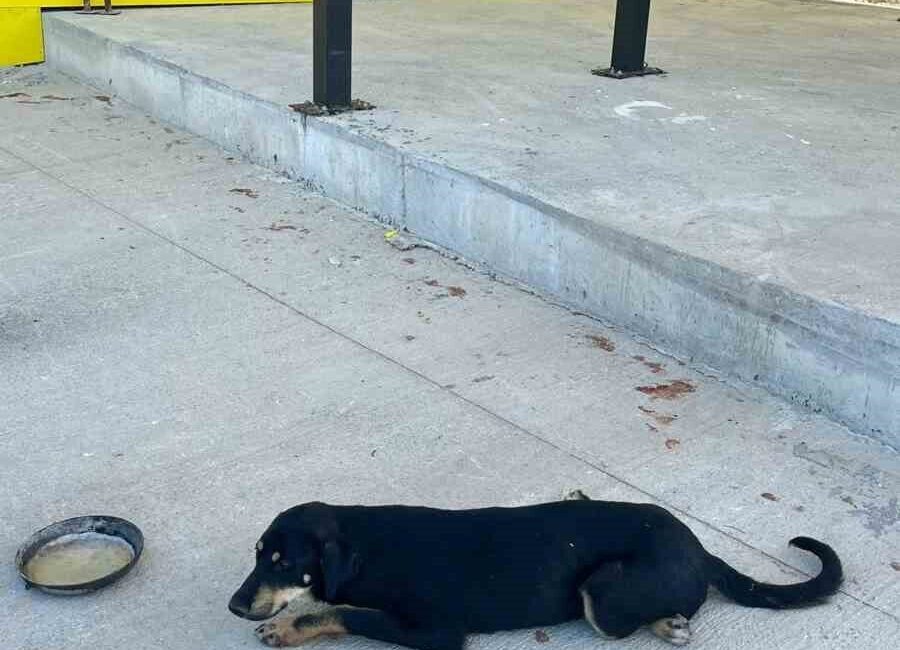 Bilecik’in Osmaneli ilçesinde bir aracın çarpması sonucunda ağır yaralanan köpek