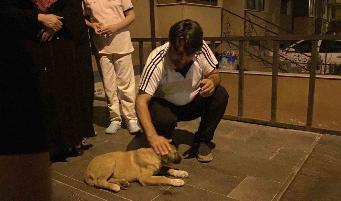 Otomobilin çarptığı yavru köpek için mahalleli seferber oldu Eskişehir’de otomobilin çarptığı yavru köpek için mahalleli seferber olurken, araç