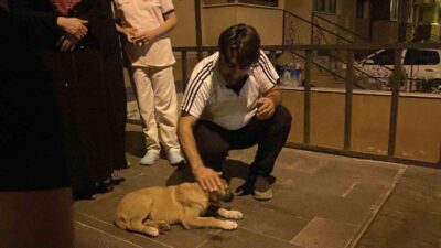 Eskişehir’de otomobilin çarptığı yavru köpek için mahalleli seferber olurken, araç