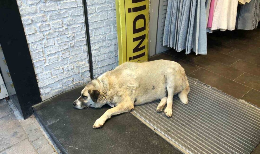 Eskişehir’de sıcaklıklardan bunalan sokak köpeği, serinlemenin yolunu bir işletmenin giriş