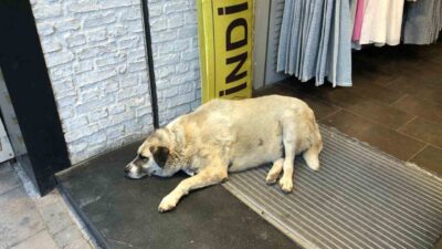 Eskişehir’de sıcaklıklardan bunalan sokak köpeği, serinlemenin yolunu bir işletmenin giriş