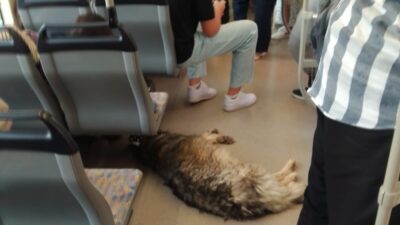 Eskişehir’de sıcak havadan bunalıp sığındığı tramvayda yere serilen köpek görenleri