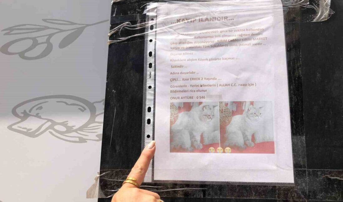Sokak sokak kaybolan kedisini ararken duyarsız vatandaşların tavrına üzüldü Eskişehir’de yaşayan Onur Aytüre, sokak sokak gezip kayıp kedisini bulmaya