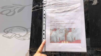 Eskişehir’de yaşayan Onur Aytüre, sokak sokak gezip kayıp kedisini bulmaya