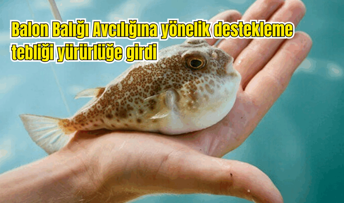 Balon Balığı Avcılığına yönelik destekleme tebliği yürürlüğe girdi Tarım ve Orman Bakanlığı tarafından balon balığı avcılığının desteklenmesine ilişkin