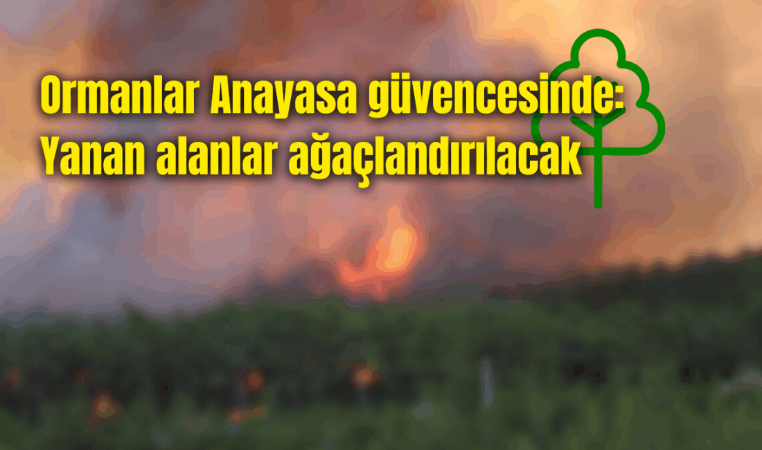 ‘Yeniden yeşerecek, ormanlarımız Anayasa güvencesi altında’ Türkiye’de ormanlık alanlar, Anayasa’nın 169. maddesi ile güvence altına alındı.