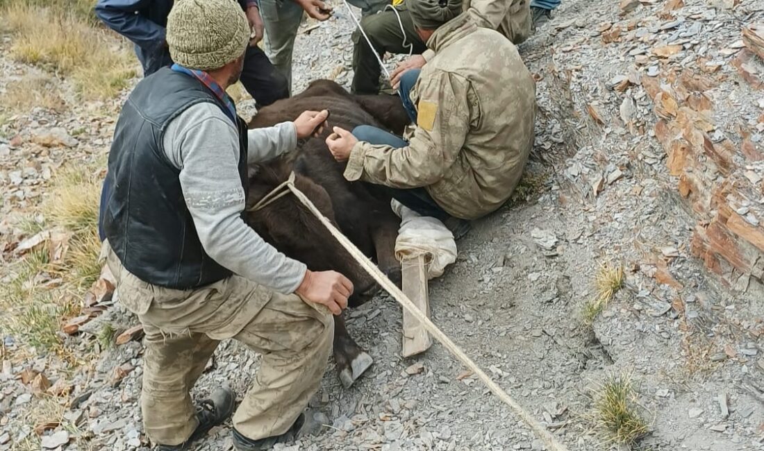 Çay ilçesinde bir vatandaşın hayvanı, dağlık bölgede mahsur kalmasının ardından