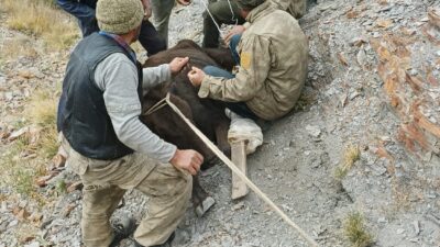 Çay ilçesinde bir vatandaşın hayvanı, dağlık bölgede mahsur kalmasının ardından