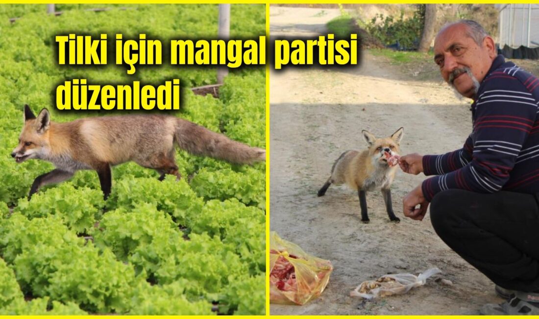 Amasya’da küs olan iki kardeş, evlerine kadar gelen yavru tilkilere