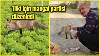 Amasya’da küs olan iki kardeş, evlerine kadar gelen yavru tilkilere