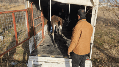 Şuhut ilçesinde bir arsada yaralı halde bulunan eşek yavrusu Şuhut