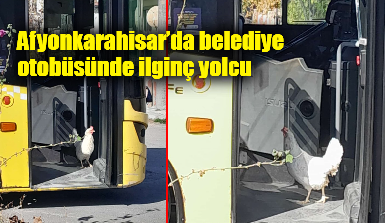 Toplu taşımaya binen tavuk yüzleri gülümsetti