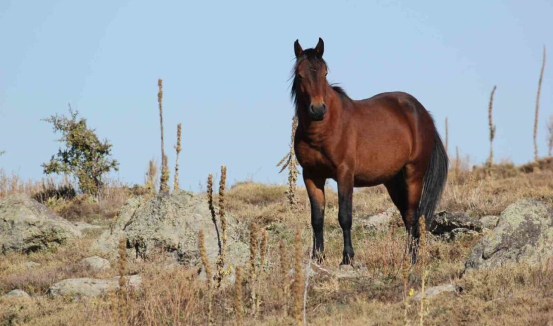 Afyonkarahisar’da Kumalar Dağın da çekilen yılkı atları ile bulutların dansı