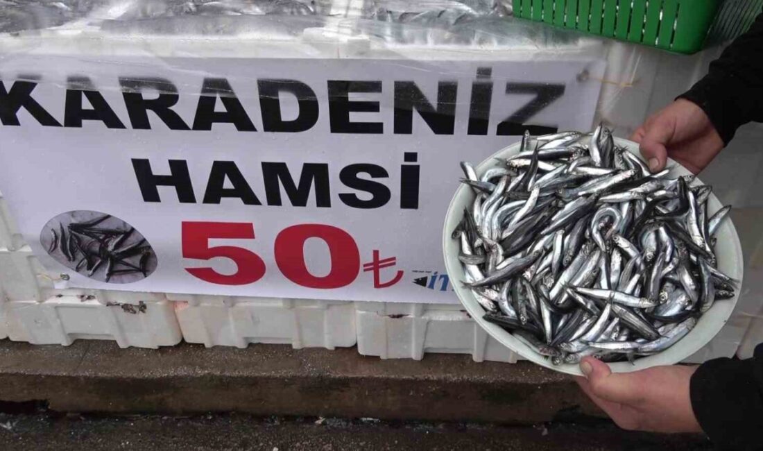Amasya’da bir balıkçı Karadeniz’den gelen taze hamsinin kilosunu 50 TL’ye