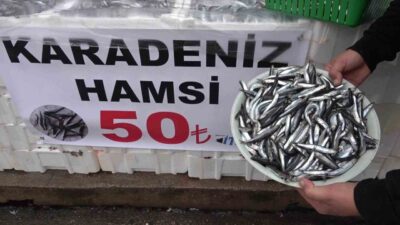 Amasya’da bir balıkçı Karadeniz’den gelen taze hamsinin kilosunu 50 TL’ye