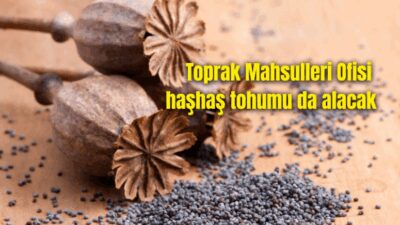 Bugüne kadar Bolvadin’deki Afyon Alkaloidleri Fabrikası İşletme Müdürlüğü’nde işlenmek üzere