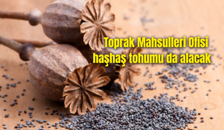 Bugüne kadar Bolvadin’deki Afyon Alkaloidleri Fabrikası İşletme Müdürlüğü’nde işlenmek üzere