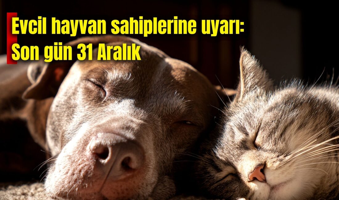 Afyonkarahisar İl Tarım ve Orman Müdürlüğü, her yaştaki sahipli kedi