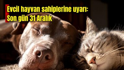 Afyonkarahisar İl Tarım ve Orman Müdürlüğü, her yaştaki sahipli kedi