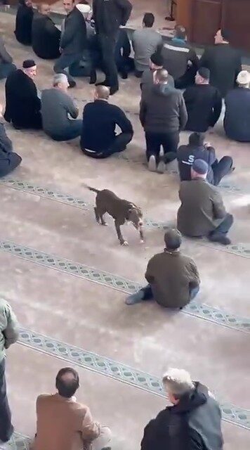Kocaeli’de cuma namazı öncesinde bir camiye başıboş pitbull cinsi köpeğin