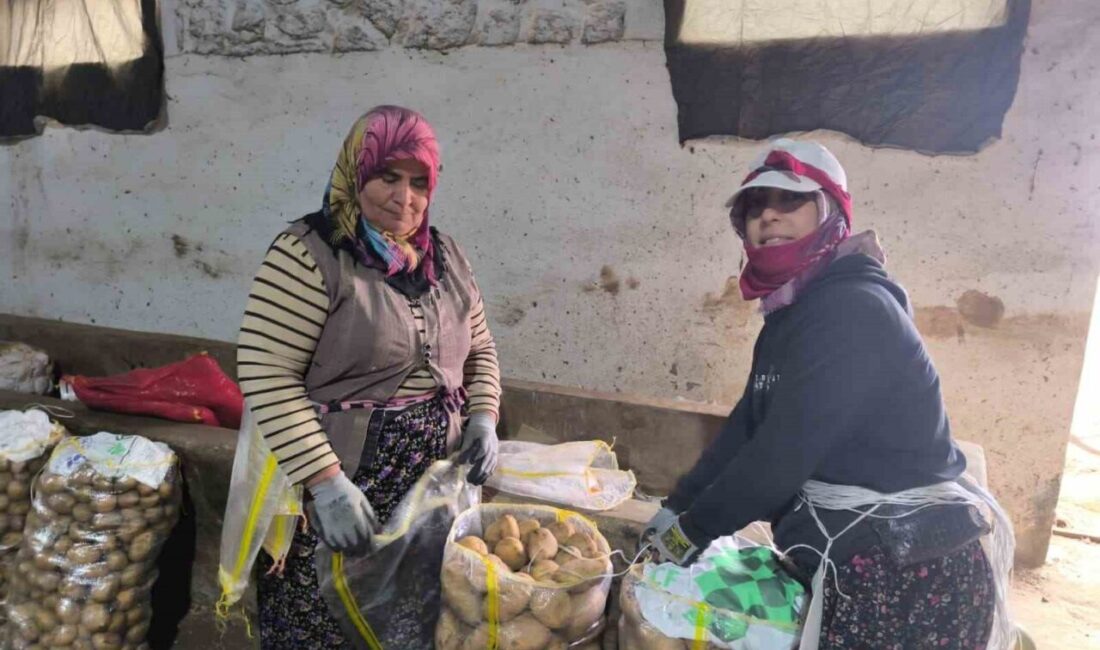 Afyonkarahisar’ın Şuhut ilçesinde patates hasadı sona ererken, ürünün satış fiyatı