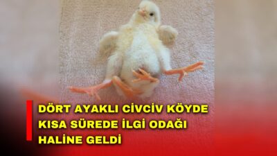 Diyarbakır’ın Çınar ilçesi Ortaviran köyünde dünyaya gelen dört ayaklı civciv