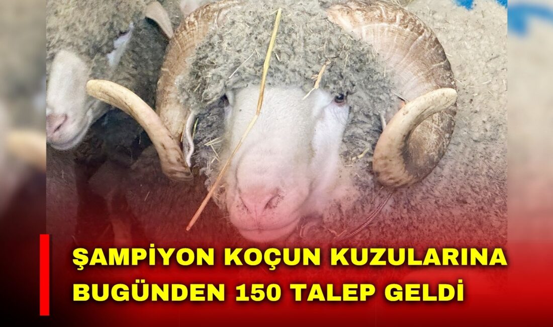 Balıkesir'in Bandırma ilçesinde Manyaslı üretici Emre Sömer tarafından 1 milyon
