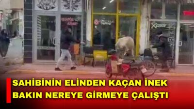 Afyonkarahisar’da sahibinin elinden kaçan bir ineğin berber ve çay ocağına