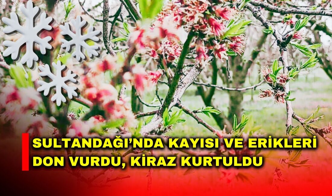 Afyonkarahisar’ın Sultandağı ve Çay ilçelerinde etkili olan zirai don, bölgedeki