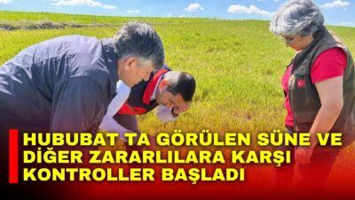 Afyonkarahisar’da tarla ekim sezonun başlamasıyla birlikte hububat ürünlerinde görülen süne