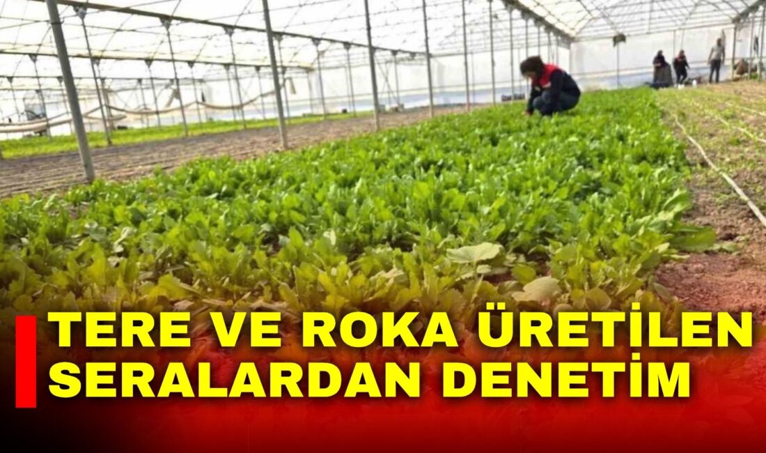 Afyonkarahisar’da tere ve roka gibi mevsim yeşilliklerinin üretildiği seralara yönelik