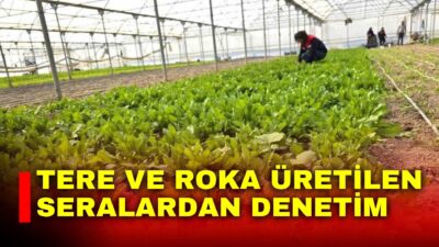 Afyonkarahisar’da tere ve roka gibi mevsim yeşilliklerinin üretildiği seralara yönelik