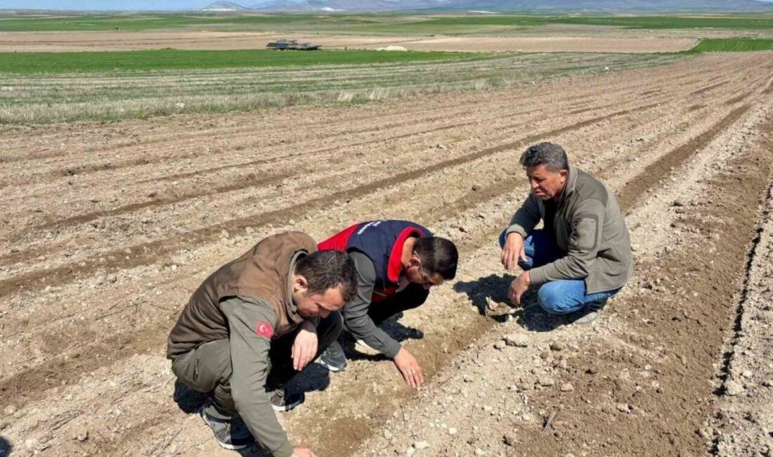 Afyonkarahisar Tarım ve Orman Müdürlüğü tarafından kentte atıl durumda bulunan