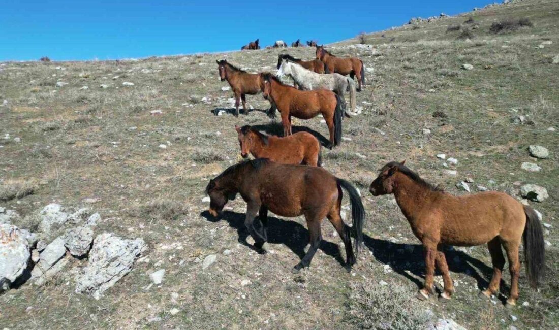 Afyonkarahisar’da bahar ayı ile birlikte havanın ısınmasıyla yılkı atlarının hareketliliği