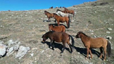 Afyonkarahisar’da bahar ayı ile birlikte havanın ısınmasıyla yılkı atlarının hareketliliği