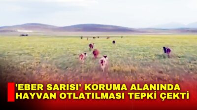 Eber Gölü ve Akşehir Gölü çevresinde yetişen, dünyada başka hiçbir