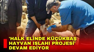 Hayvancılıkta verimliliğin artırılması, küçükbaş hayvan yetiştiriciliğinin geliştirilmesi ve ıslah çalışmalarının