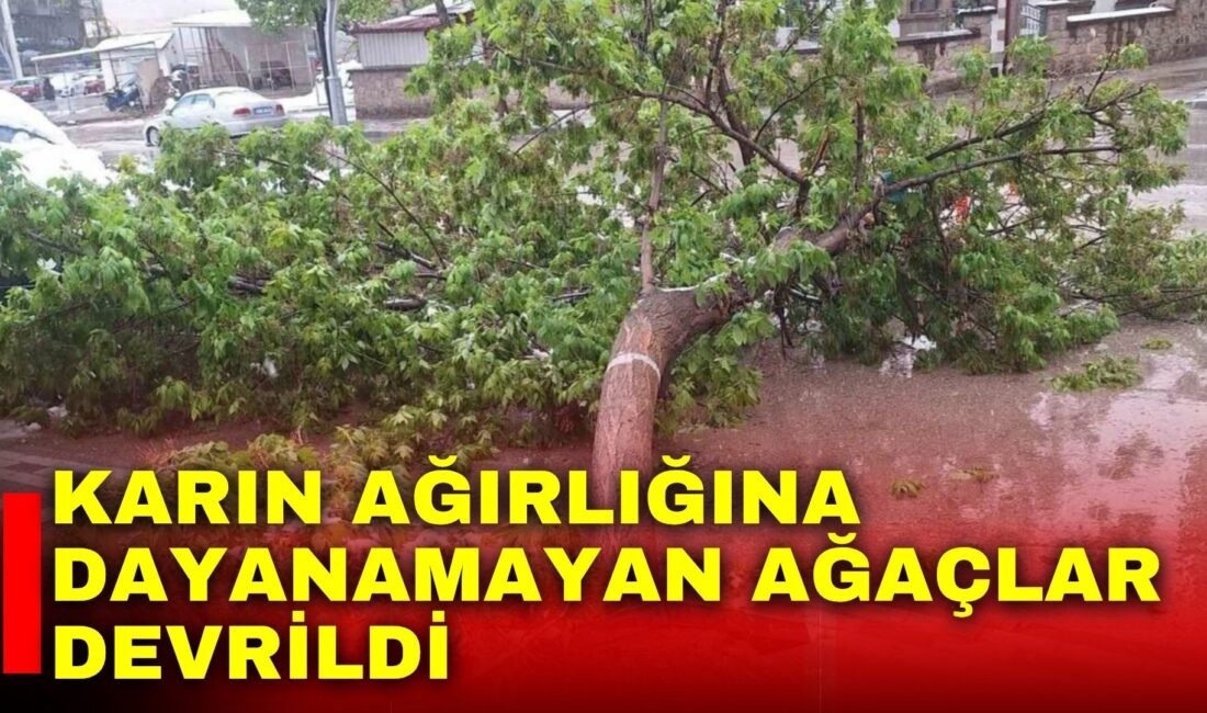 Afyonkarahisar’ın Sandıklı ilçesinde aniden bastıran kar yağışı sonrası karın ağırlığını
