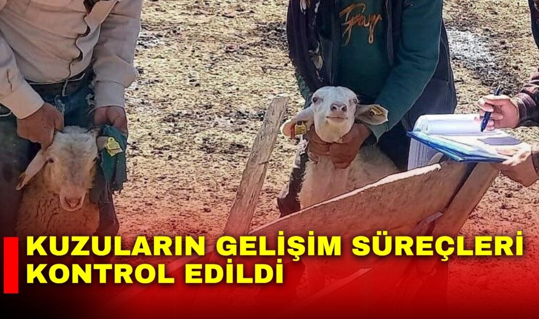 Afyonkarahisar Tarım ve Orman Müdürlüğü tarafından yürütülen halk elinde küçükbaş