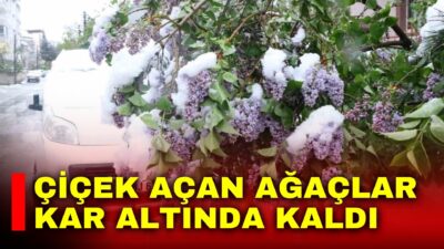 Afyonkarahisar’ın Sandıklı ilçesinde karlar altında kalan meyve ağaçlarının çiçekleri görsel