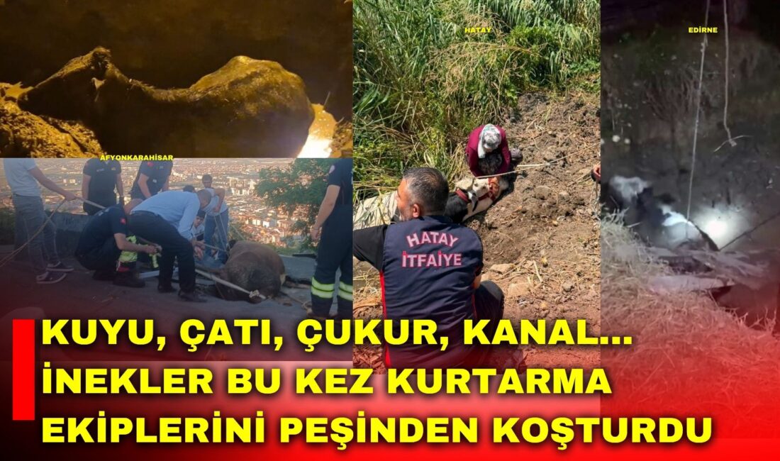 Son iki gün içerisinde Türkiye'nin farklı noktalarından gelen ilginç kurtarma